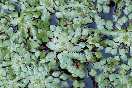 Image of Ludwigia sedoides (Humb. & Bonpl.) Hara