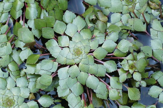 Image of Ludwigia sedoides (Humb. & Bonpl.) Hara