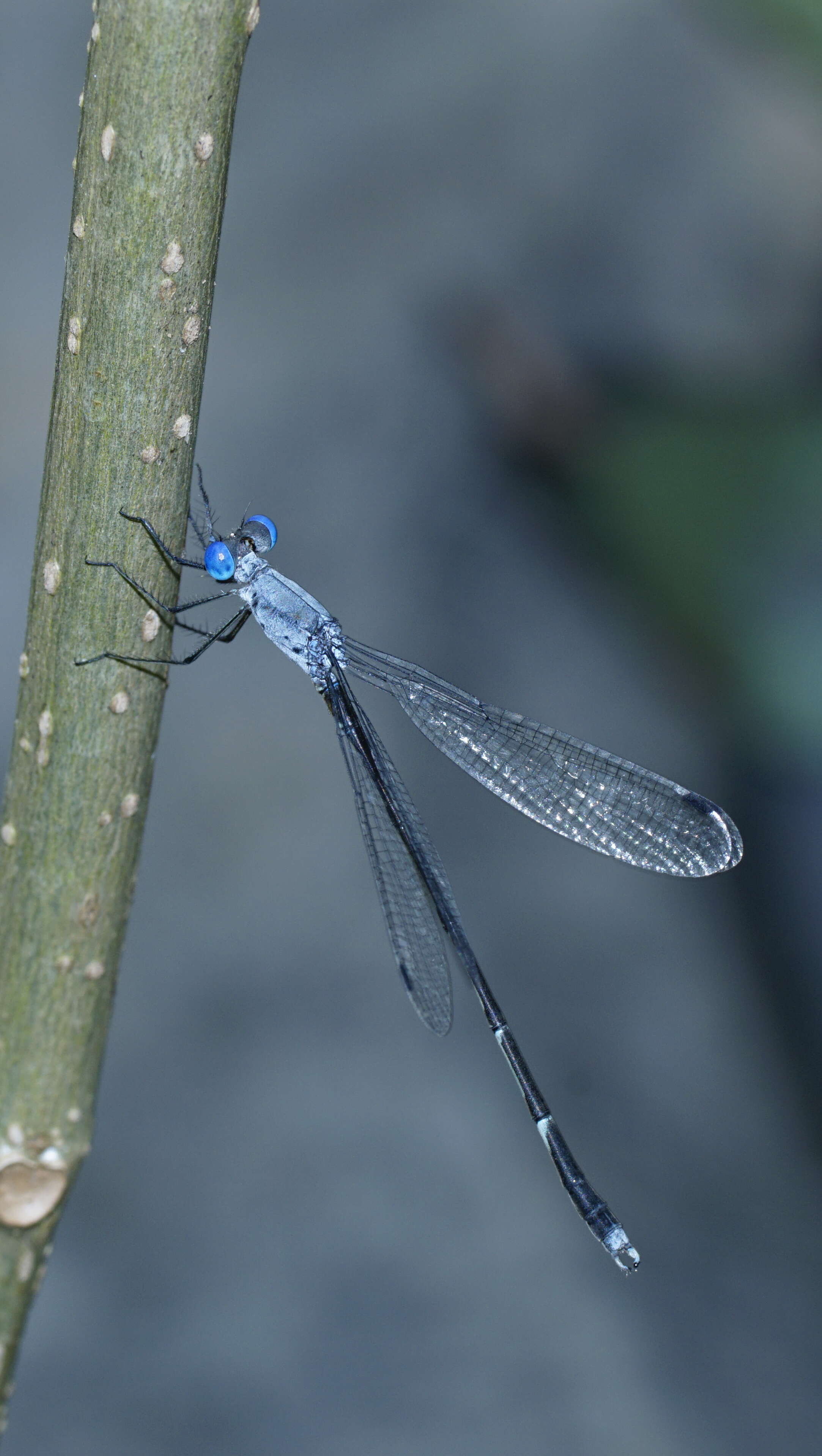 Image de Lestes praemorsus Hagen ex Selys 1862