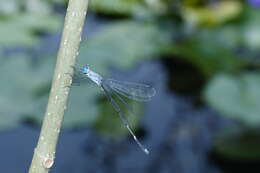 Image de Lestes praemorsus Hagen ex Selys 1862