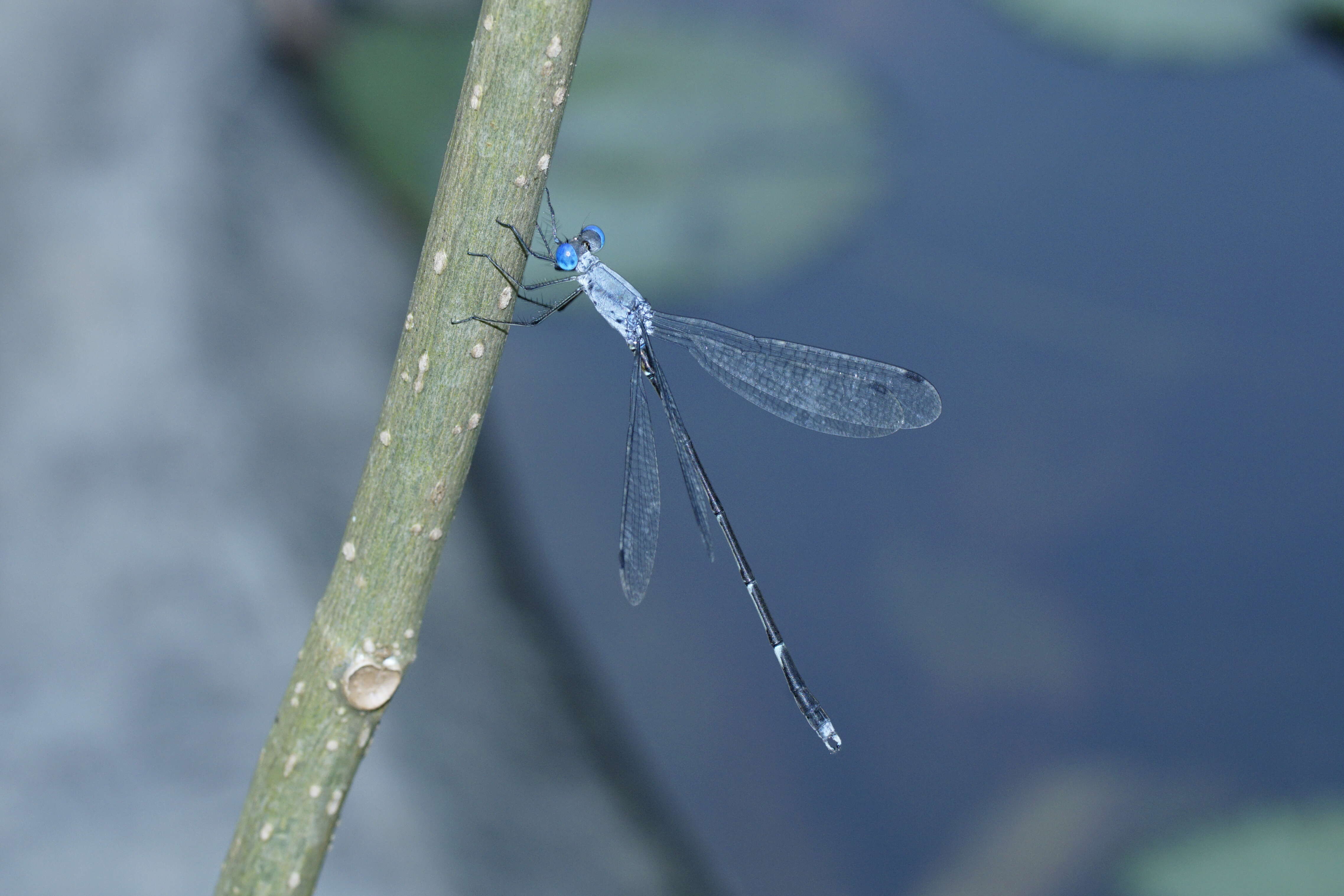 Image de Lestes praemorsus Hagen ex Selys 1862