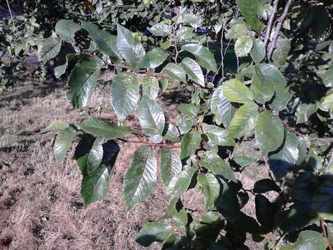 Image of Japanese elm