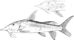 Image of Synodontis greshoffi Schilthuis 1891