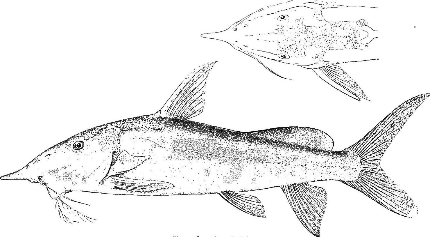 Image of Synodontis greshoffi Schilthuis 1891