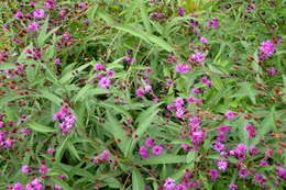 Image of New York ironweed