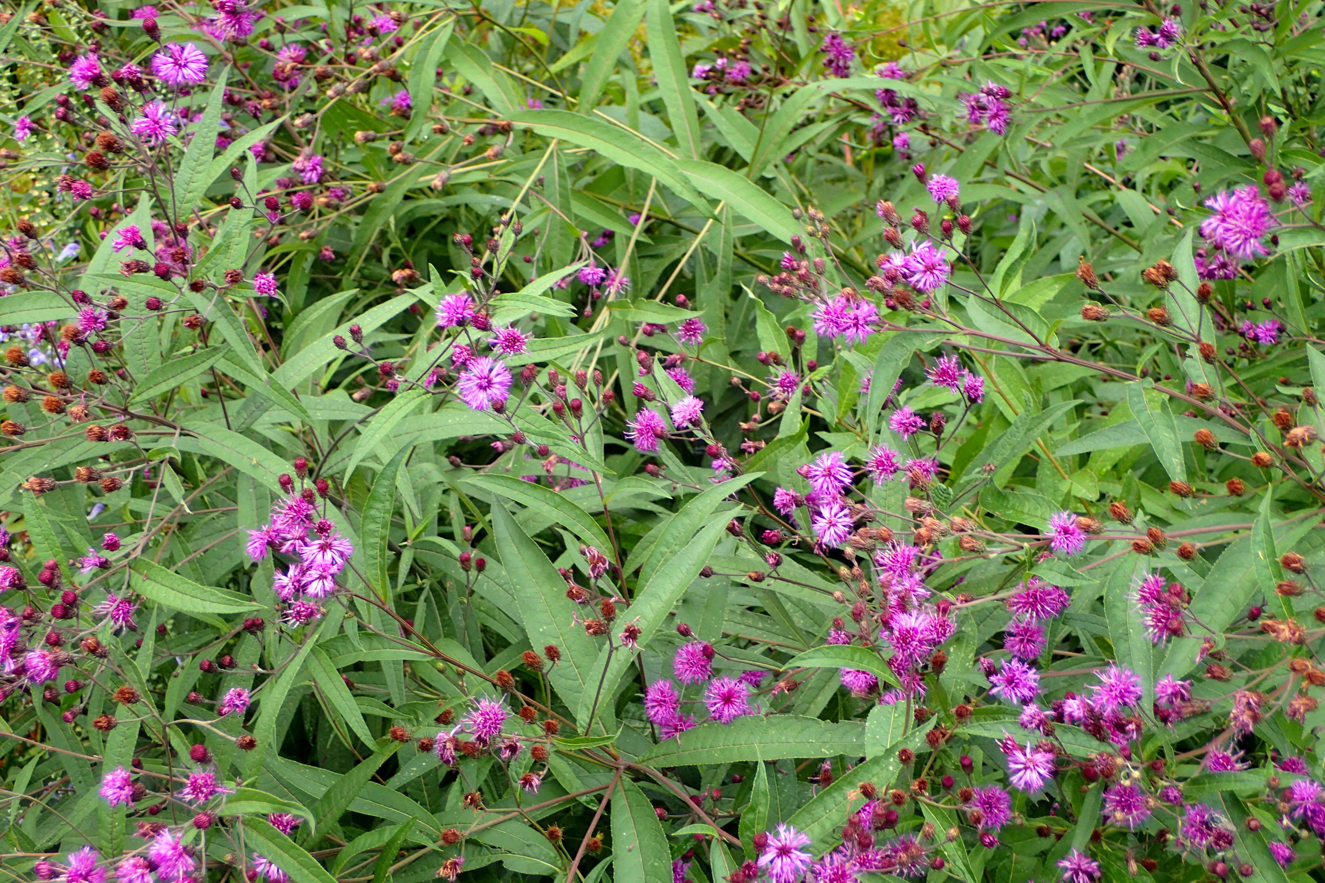 Imagem de Vernonia noveboracensis (L.) Willd.