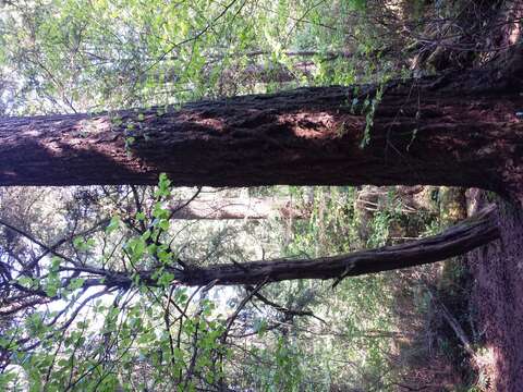 Image of Canadian Yew