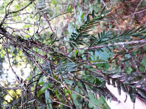 Image of Canadian Yew