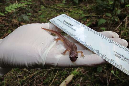 Image de Ensatina eschscholtzii Gray 1850