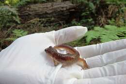 Image de Ensatina eschscholtzii Gray 1850