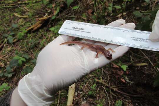 Image de Ensatina eschscholtzii Gray 1850