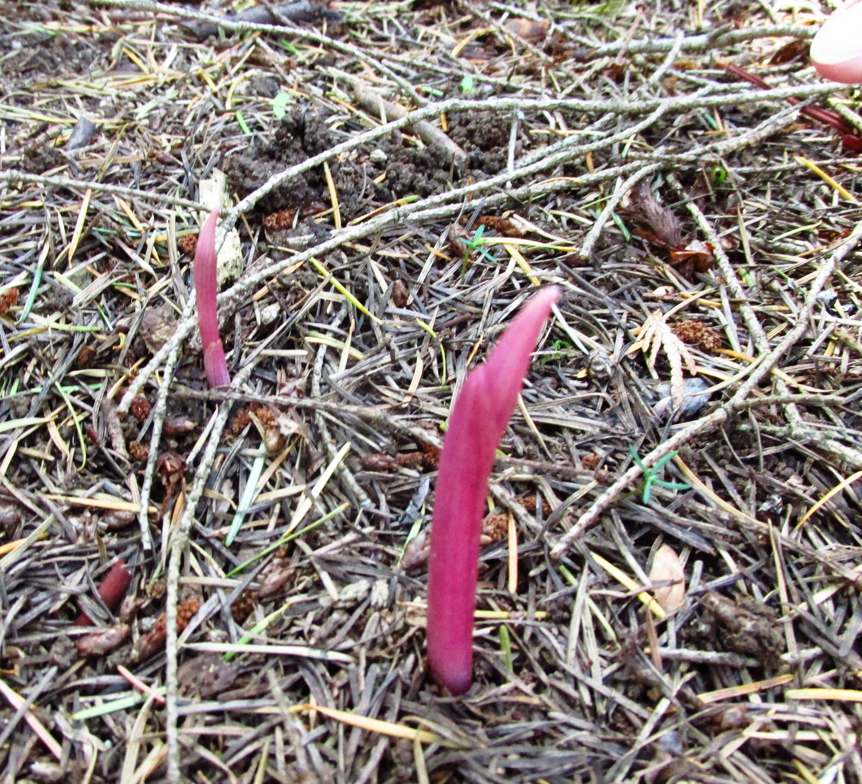 Image of Spotted coralroot