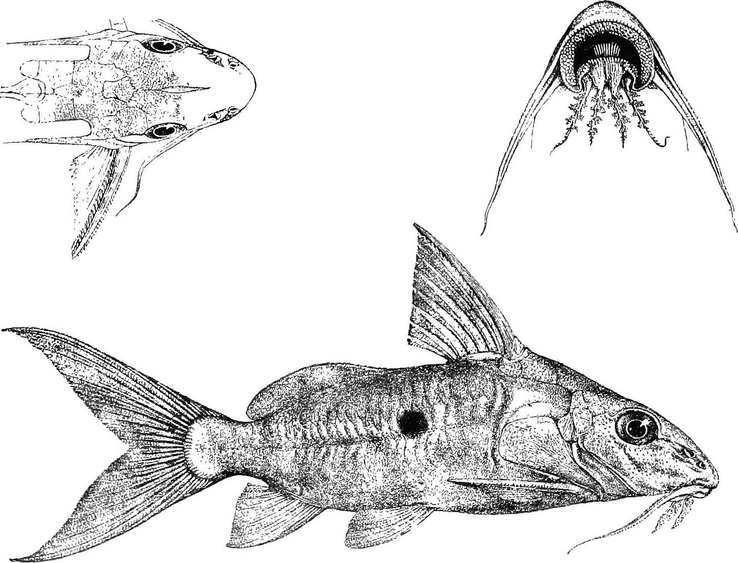 Image of Synodontis nummifer Boulenger 1899