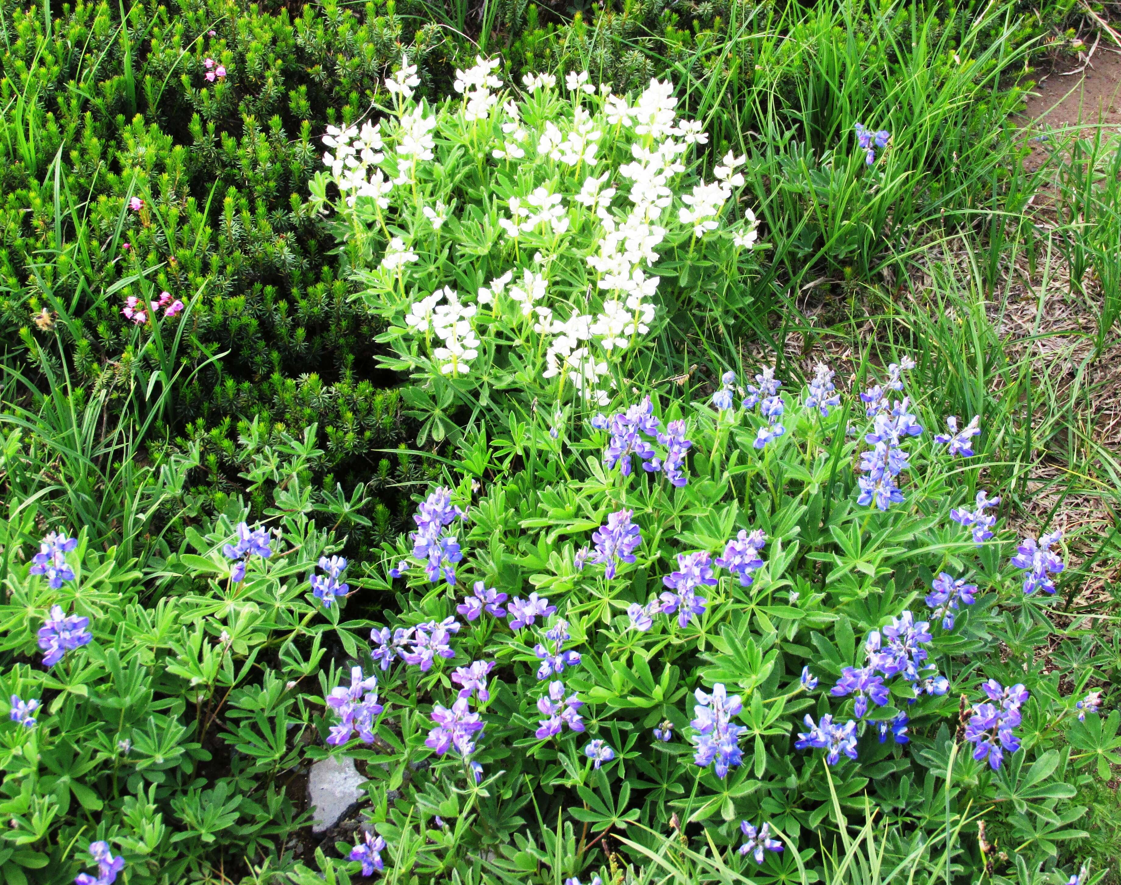 Image of broadleaf lupine