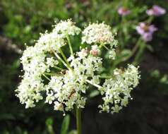 Image of Mountain Heliotrope