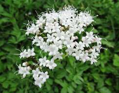 Image of Mountain Heliotrope