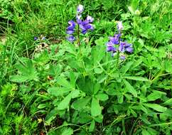 Image of broadleaf lupine