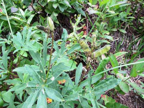 Image of broadleaf lupine