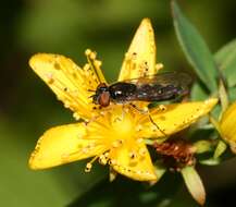 Image of <i>Platycheirus albimanus</i>