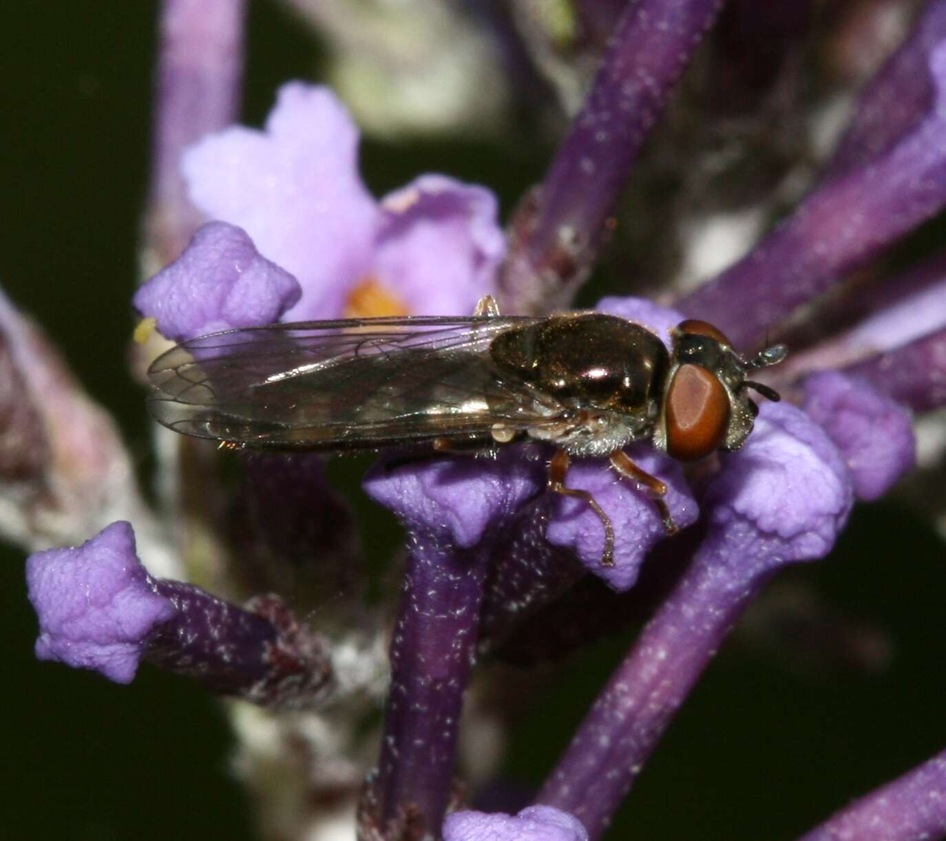 Слика од <i>Platycheirus albimanus</i>