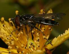 Image of <i>Platycheirus albimanus</i>