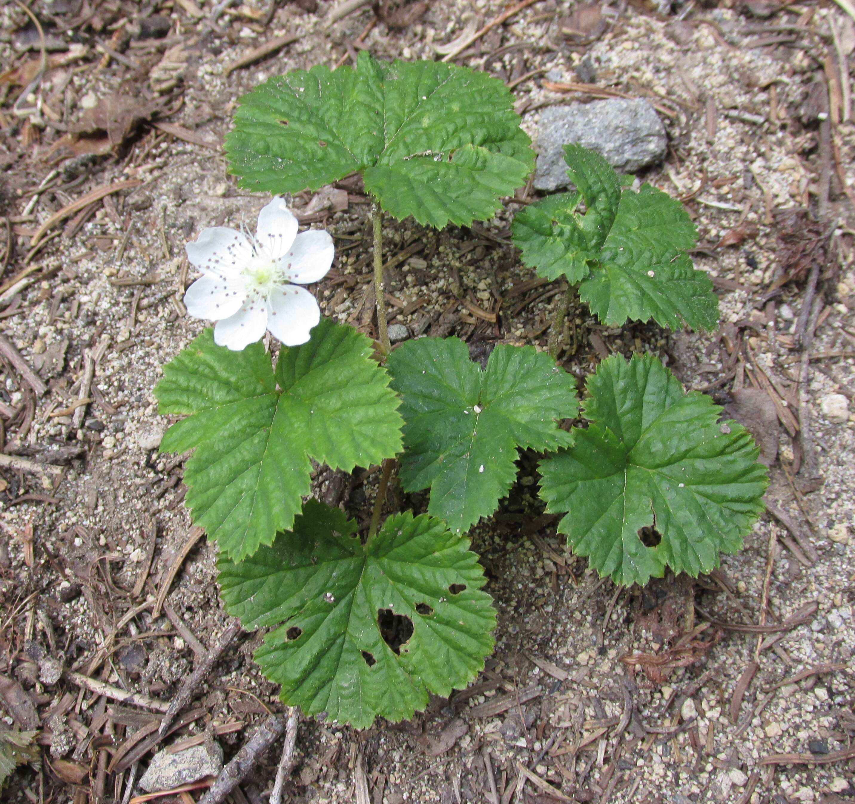 Sivun Rubus lasiococcus A. Gray kuva