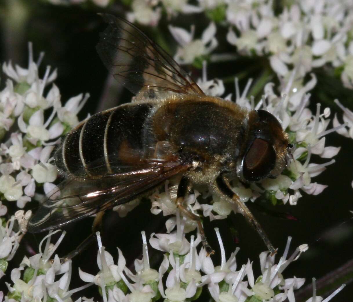 Image of <i>Eristalis nemorum</i>