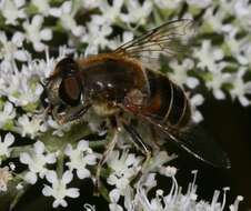 Image of <i>Eristalis nemorum</i>