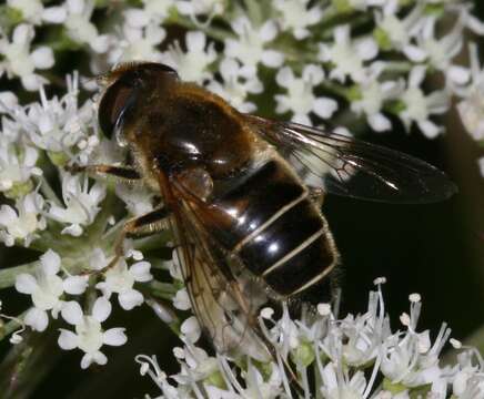 Image of <i>Eristalis nemorum</i>