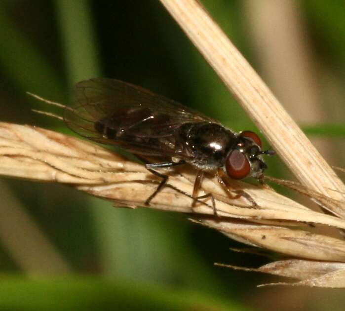 Image of <i>Platycheirus albimanus</i>