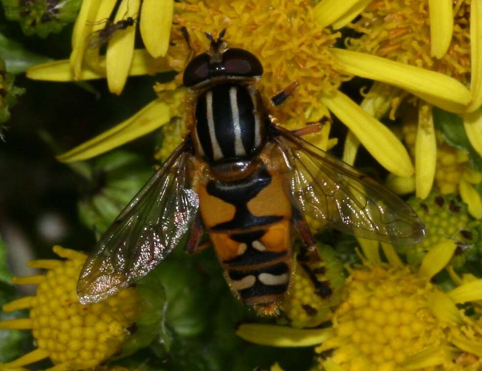 Image of Marsh Hoverfly