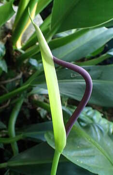 Image of Anthurium acaule (Jacq.) Schott