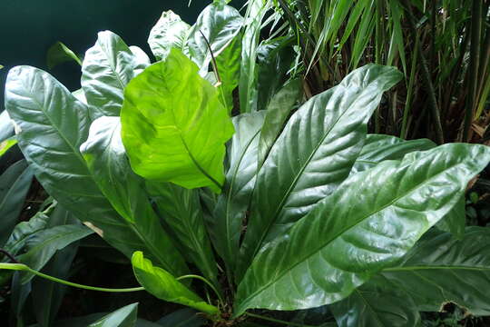 Image of Anthurium acaule (Jacq.) Schott