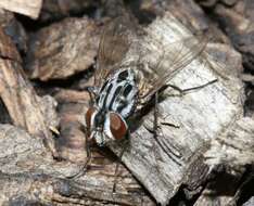 Image of House fly