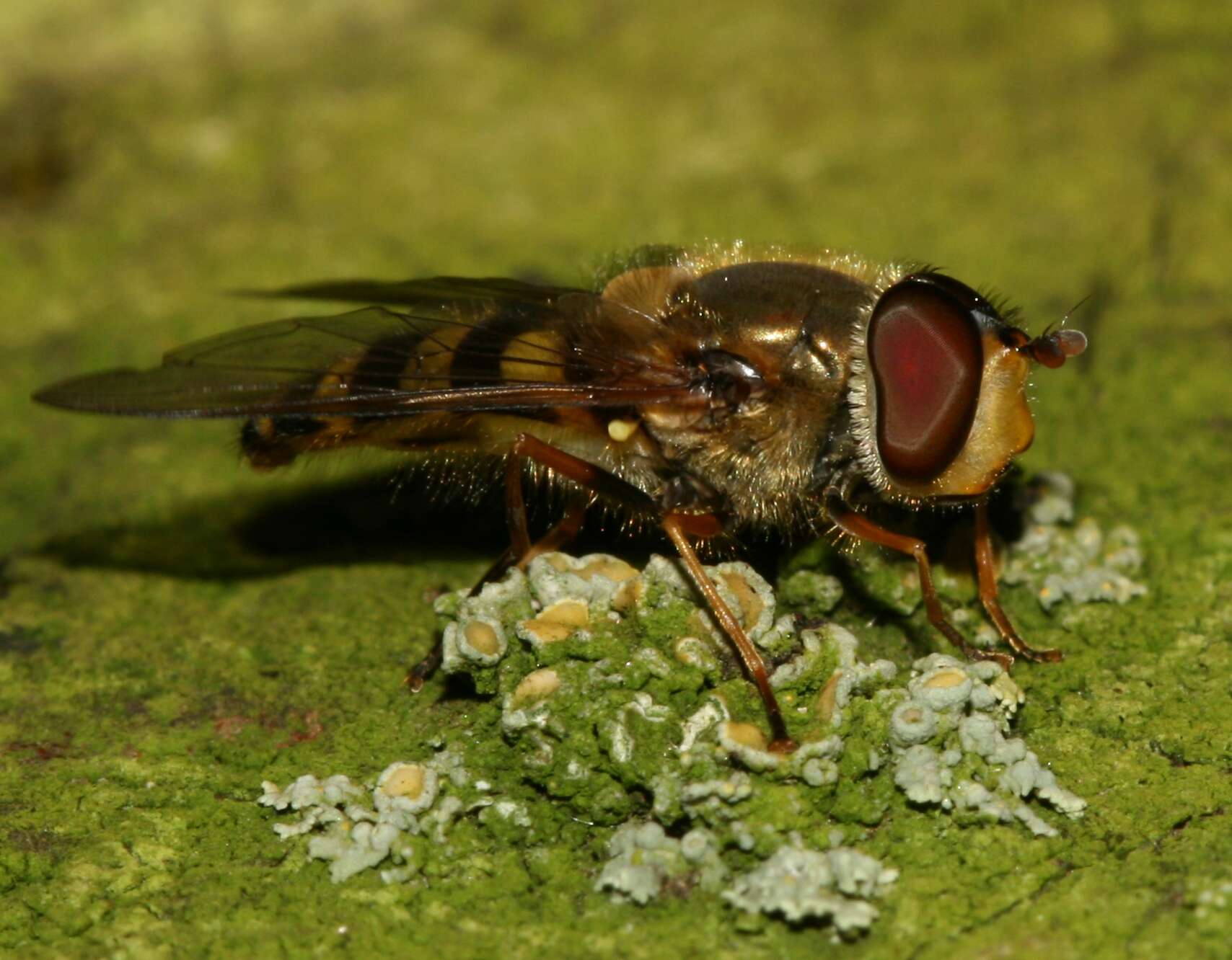 Image of Common Banded Hoverfly