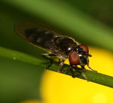 Image of <i>Platycheirus albimanus</i>