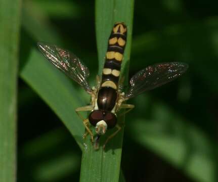 Image of Sphaerophoria scripta (Linnaeus 1758)