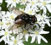 Image of House fly