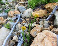 Image of Rocky Mountain goldenrod