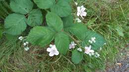 Image of Himalayan berry