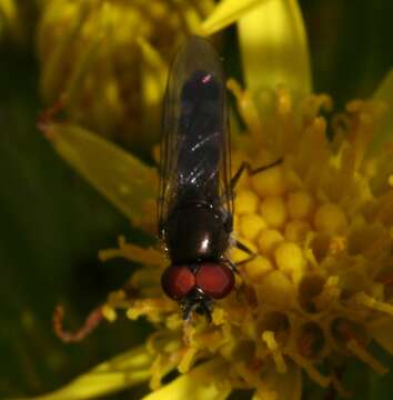 Image of <i>Platycheirus albimanus</i>