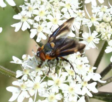 Image of Phasia hemiptera (Fabricius 1794)