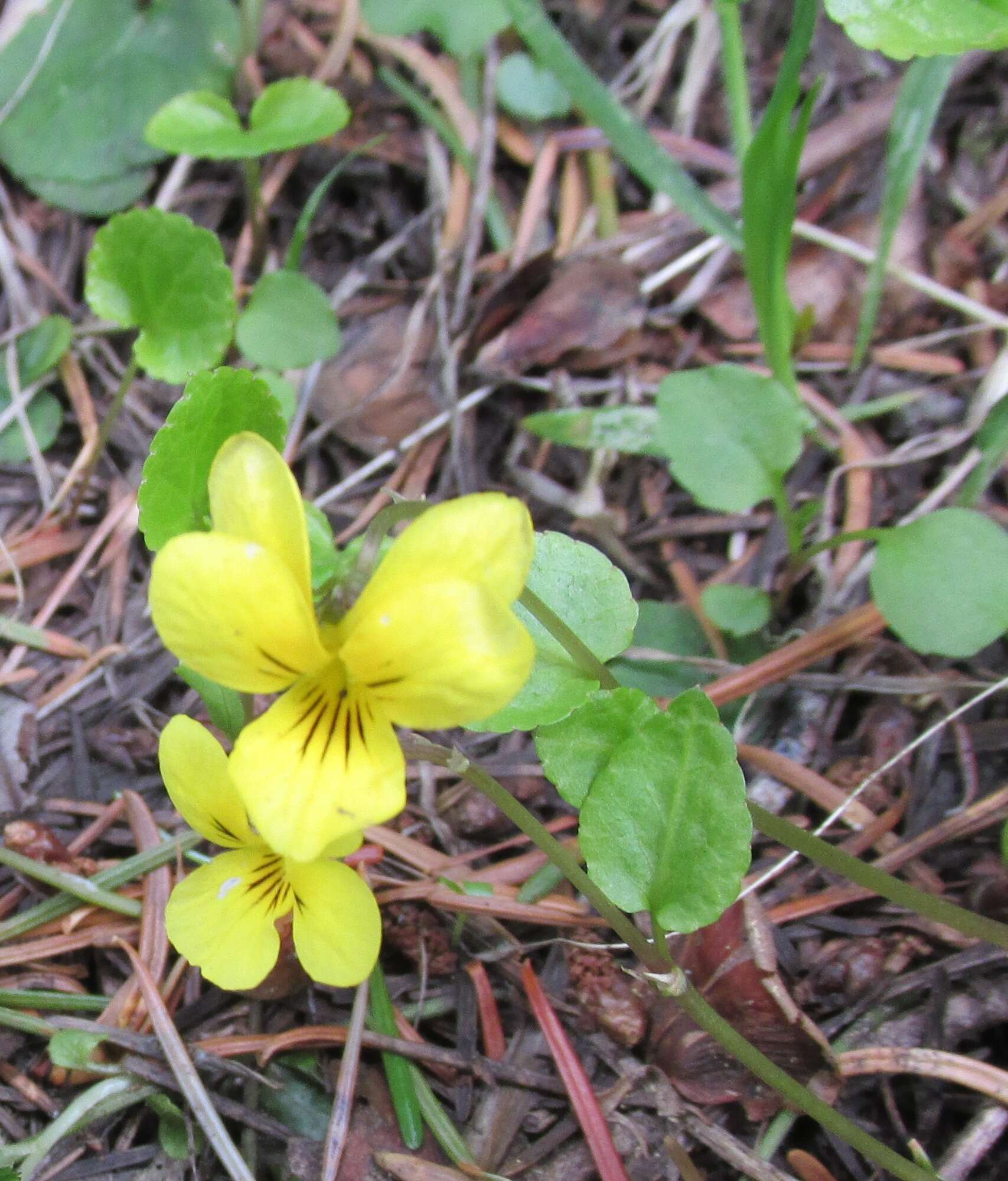 Image of Evergreen Violet