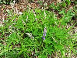 Image of broadleaf lupine