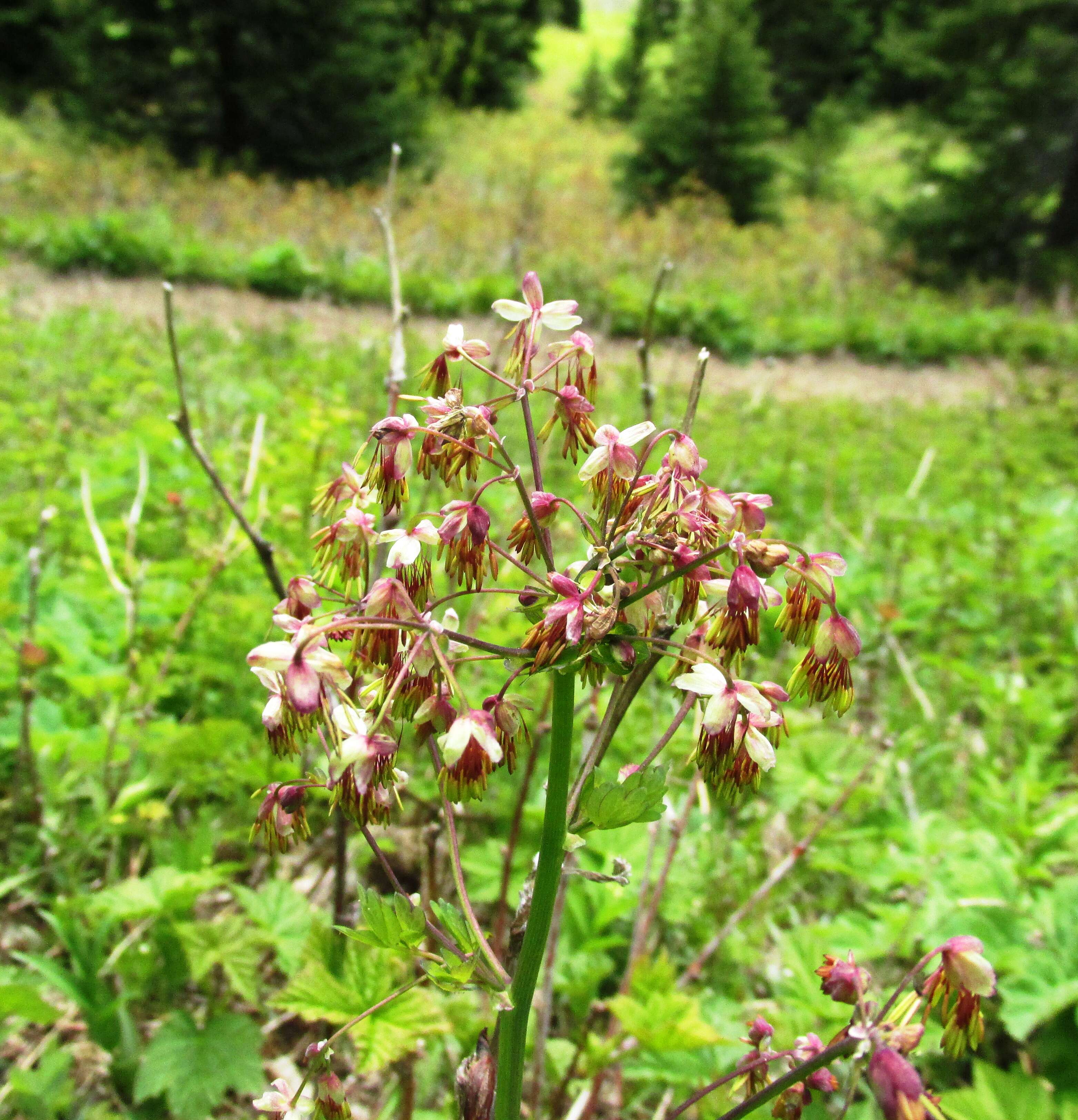 Image of western meadow-rue