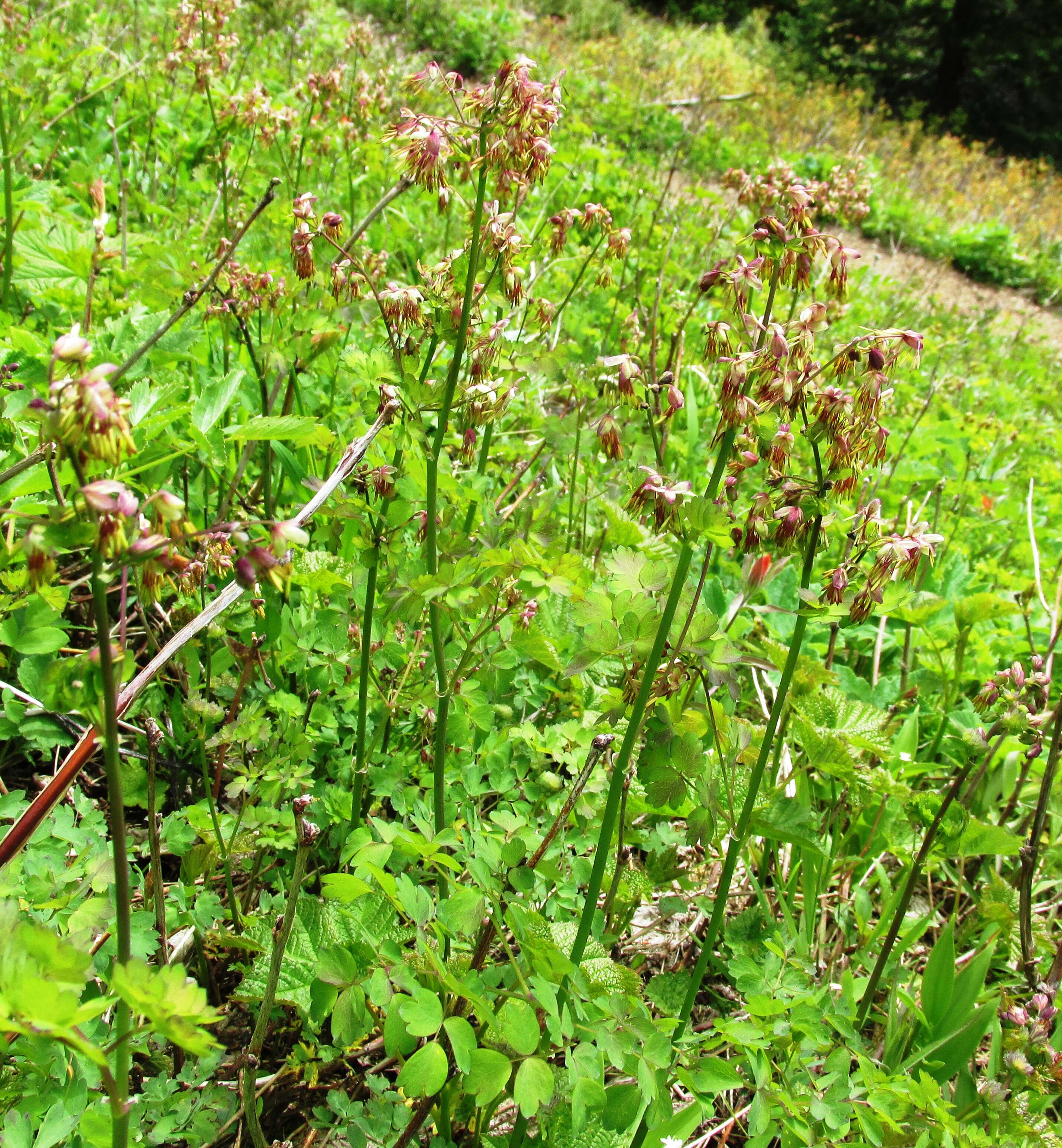 Image of western meadow-rue