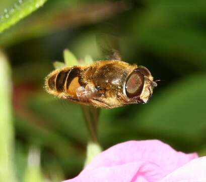 Image of <i>Eristalis nemorum</i>