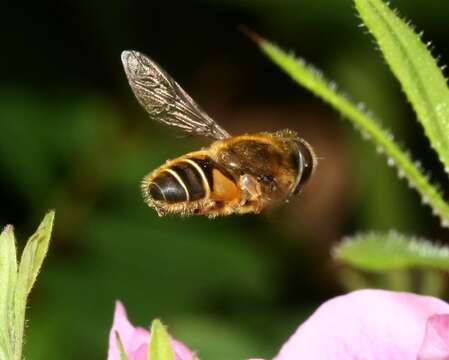 Image of <i>Eristalis nemorum</i>