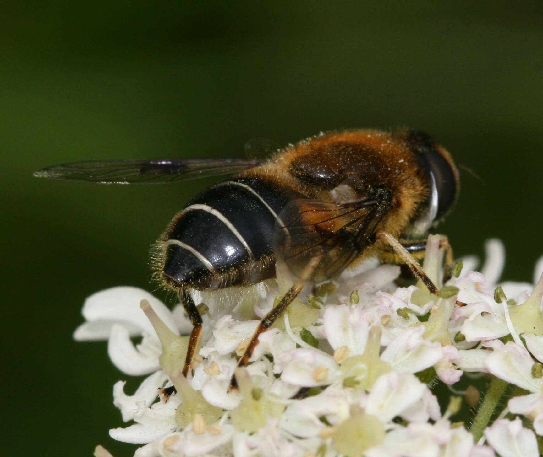 Image of Eristalis rupium Fabricius 1805