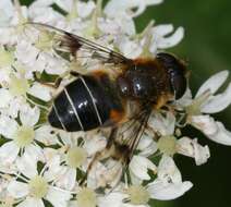 Image of Eristalis rupium Fabricius 1805